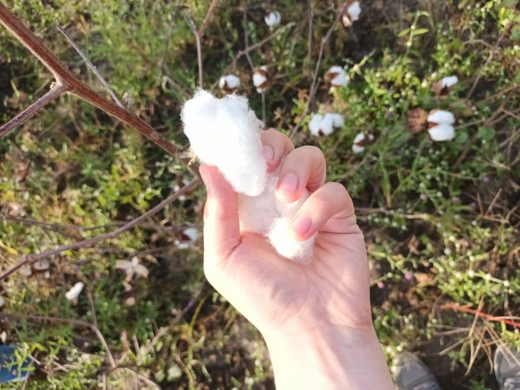 Everything Retailers & Brands Need to Know About the Regenerative Cotton Standard® (RCS)