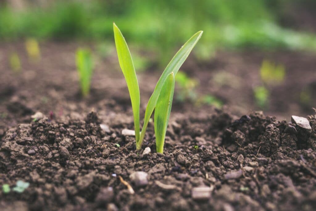 What is Regenerative Cotton? Definition & Benefits for Brands
