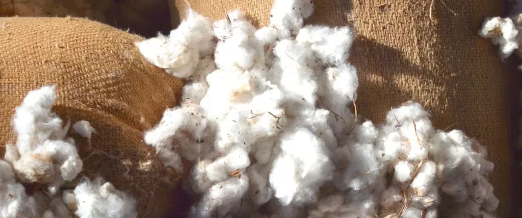 RCS vs. Cotton made in Africa® – What’s the Difference?
