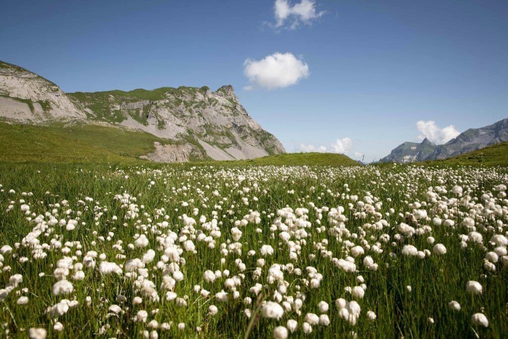 What Brands Need to Know Before Switching to Regenerative Cotton
