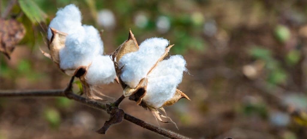 Regenerative Cotton Standard®: Impressive Results Following First Harvest in India
