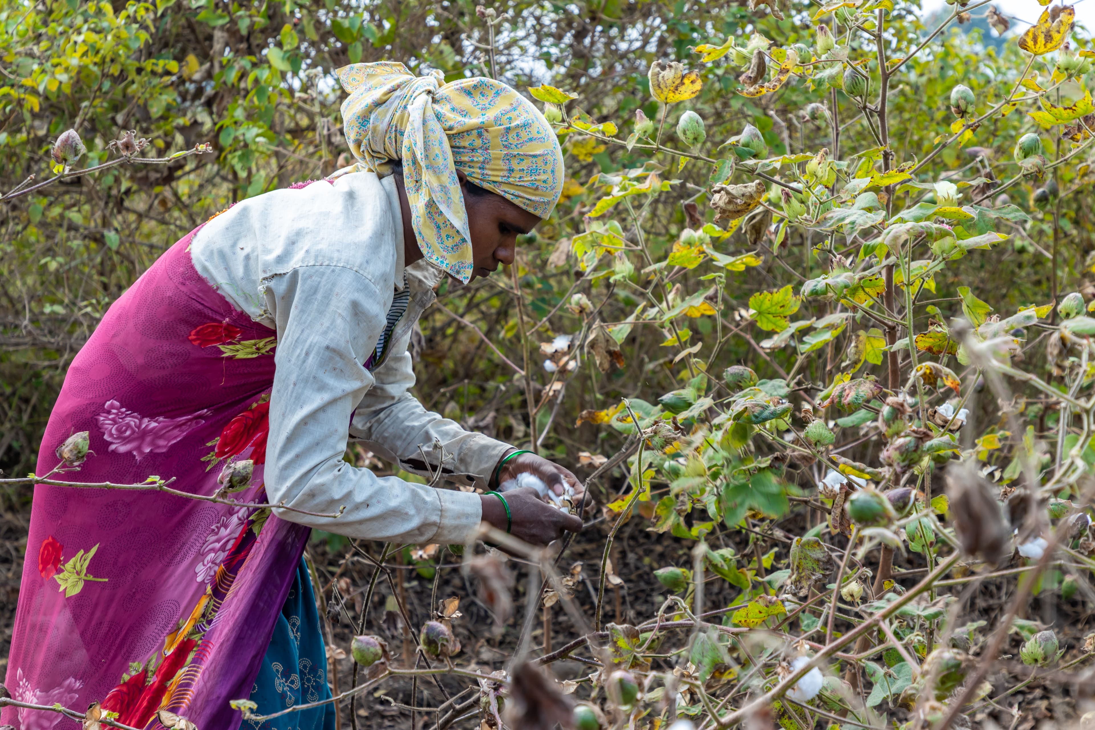 Over 40,000 Smallholders in India and Tanzania Growing Cotton Under Regenerative Cotton Standard