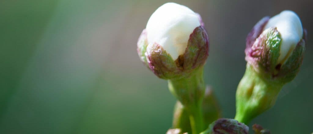 Aid by Trade Foundation Expands to India Through Regenerative Cotton Standard