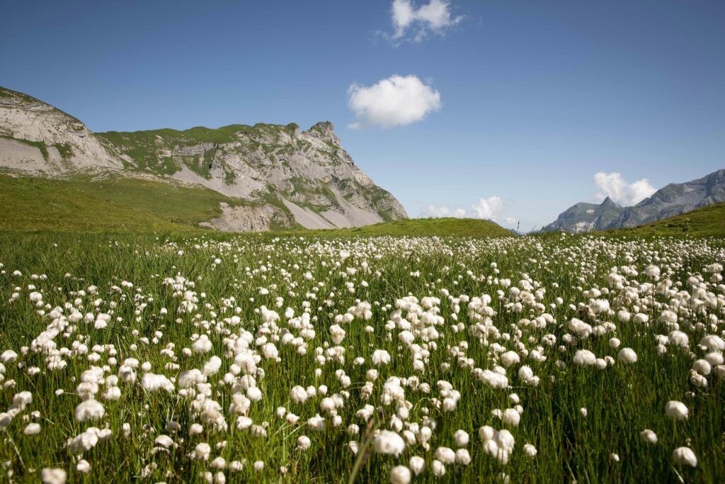 What Brands Need to Know Before Switching to Regenerative Cotton